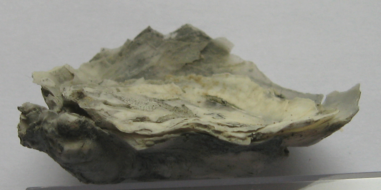 neopycnodonte coclear